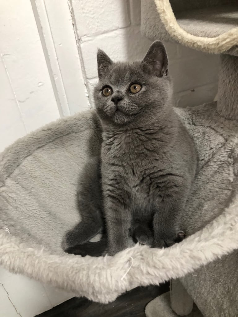 GCCF Active British shorthair kittens for sale