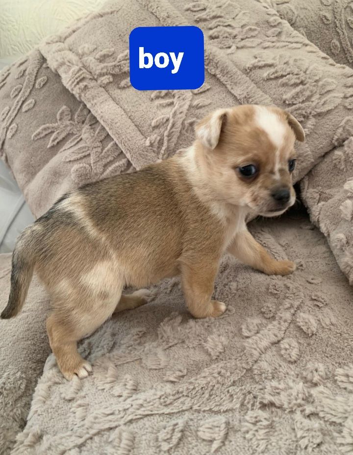 Pomchi pups merle