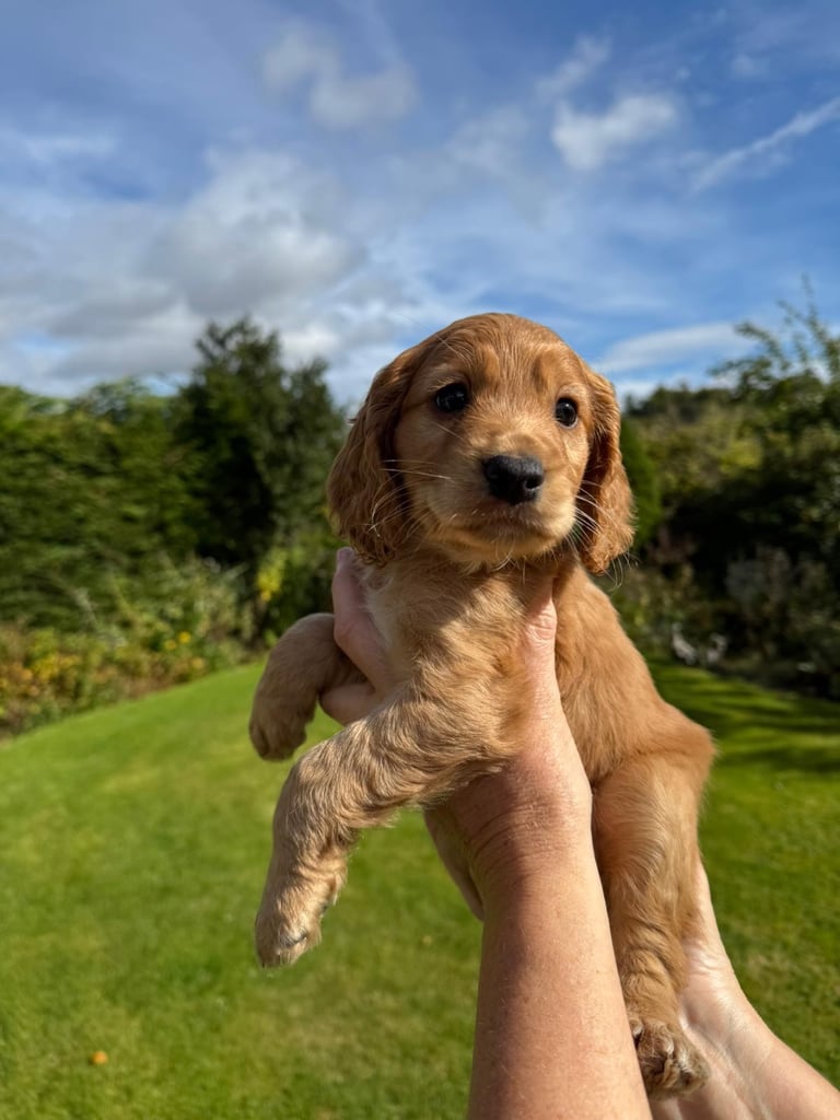 1 black male KC registered Cocker spaniel left
