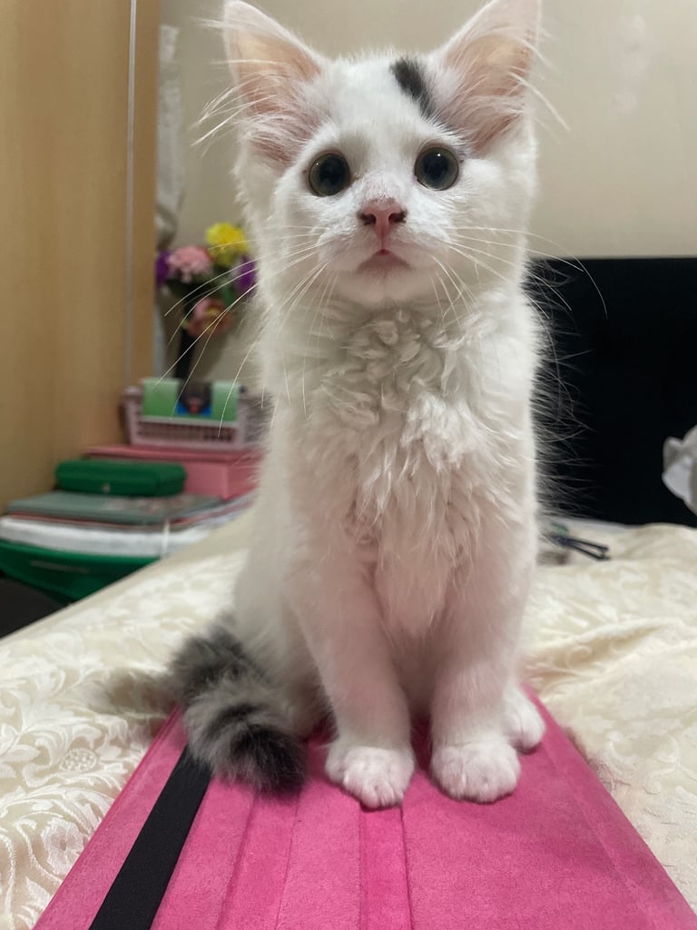 Kitten 12 weeks old NEED TO GO TO LOVING HOME