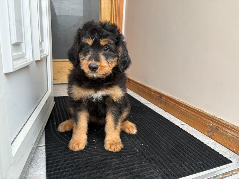 Bernedoodle puppies 