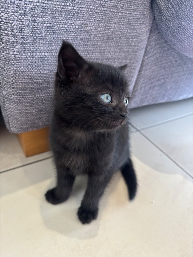 Fluffy kittens 