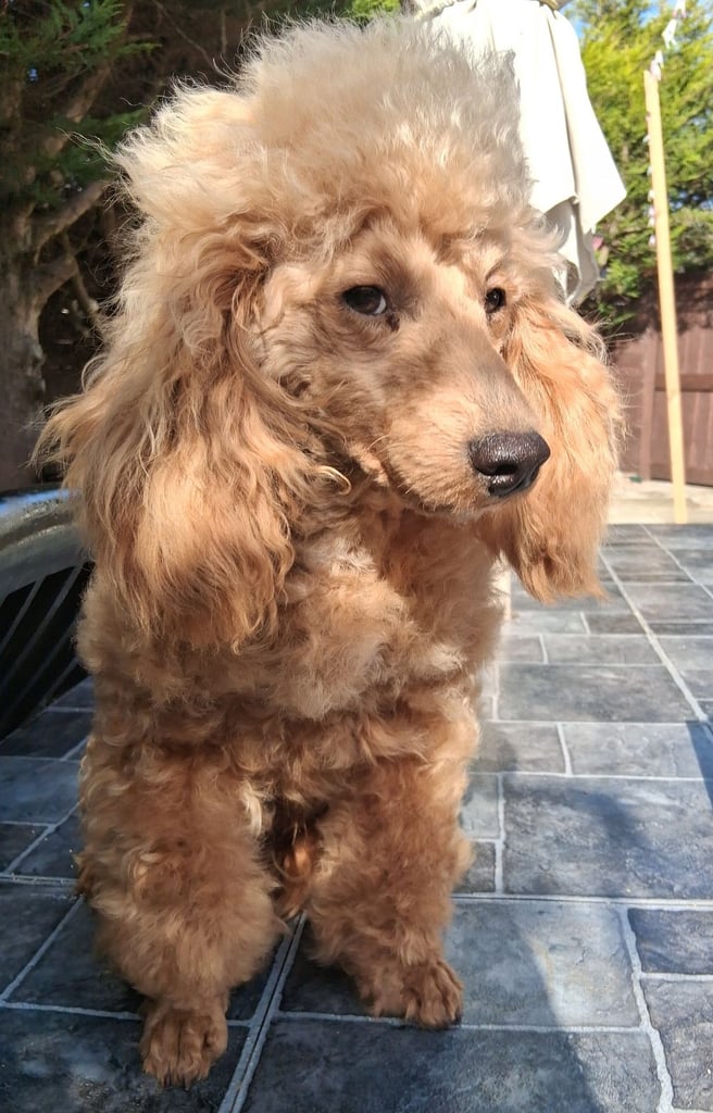 red toy poodle