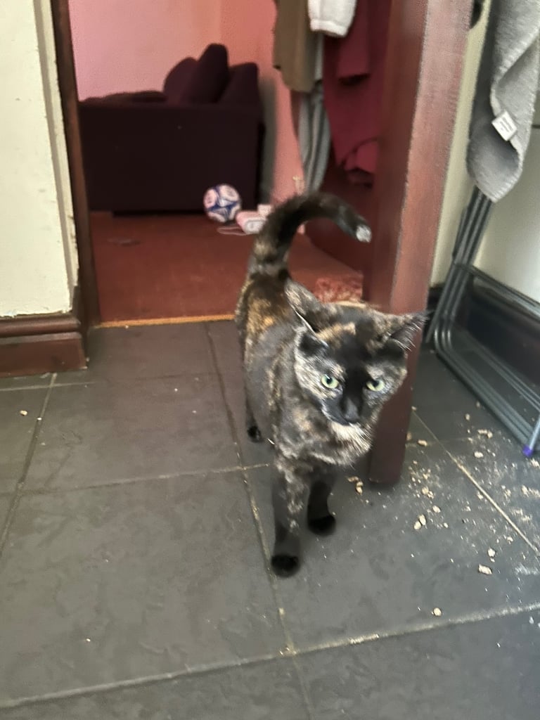 Female Domestic short haired tabby cat