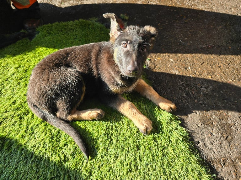 German Shephered puppies 