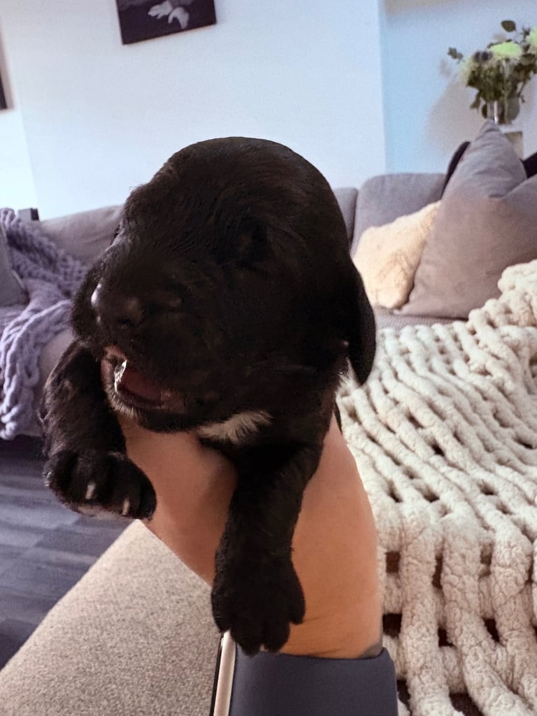 F2 Sproodle Puppies 