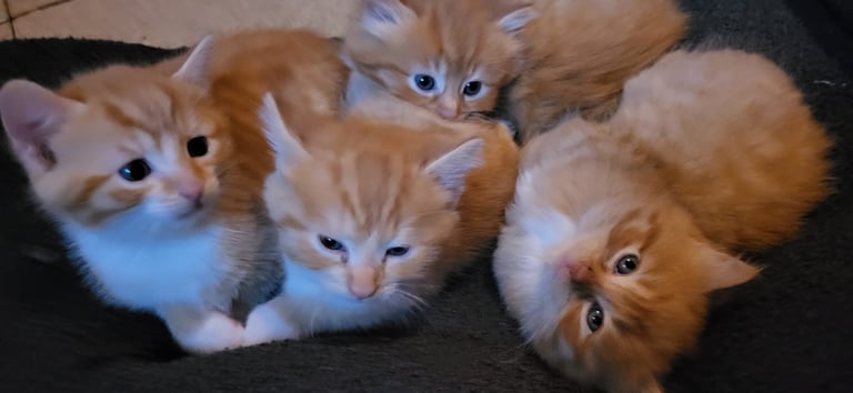 Ginger Kittens – Ready Mid-October – £180 Each