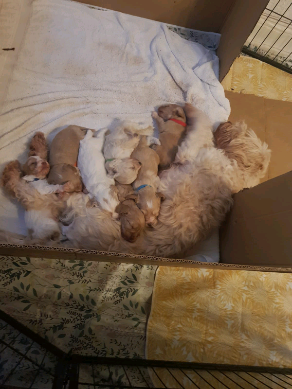 Rare Clumberdoodle puppies for sale Only five now remaining 