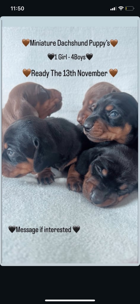 Miniture dachshunds 