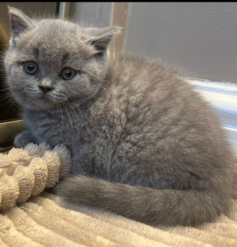 Gorgeous Beautifully British Short Hair Kittens