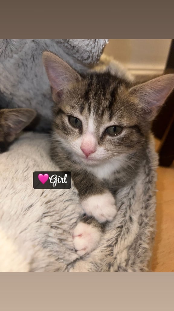 🌸🐾 Two Adorable Kittens Ready for Their Forever Homes! 🐾🌸