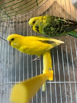 Pair of budgies with cage