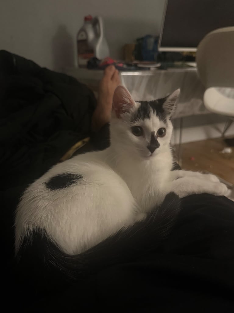 image for A beautiful, lovely and friendly kitten nearly 36 weeks old