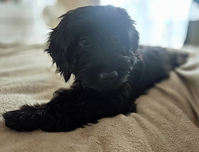 image for 18week old cockerpoo. Female.
