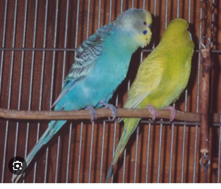 image for Pair of budgies with cage