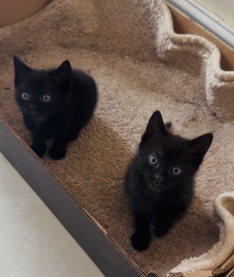 4 beautiful kittens ready to leave 