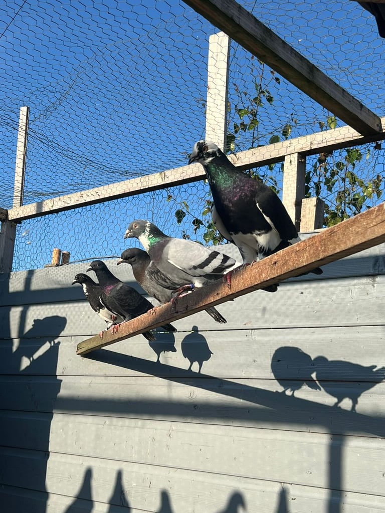 Beautiful pigeons for sale in Edinburgh from £10