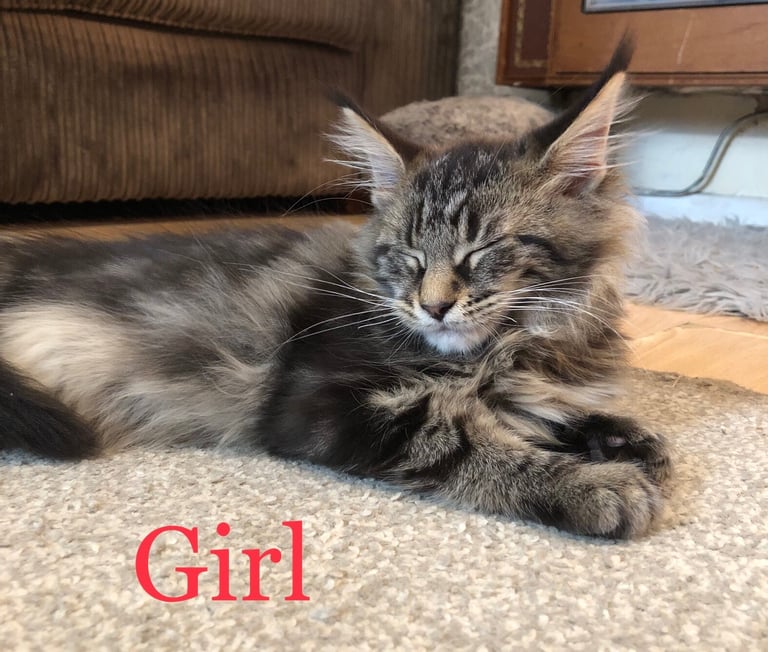 LAST GIRL Mainecoon kittens 14 weeks
