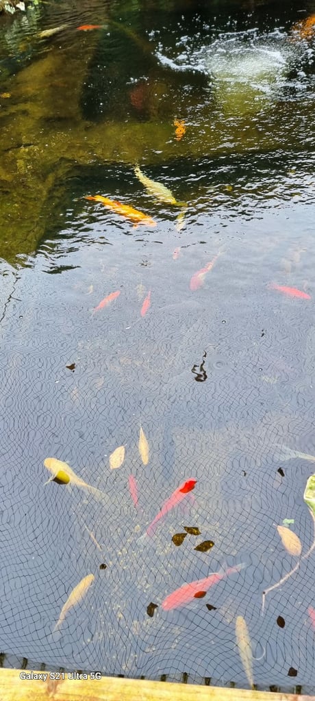 Pond fish open to offers