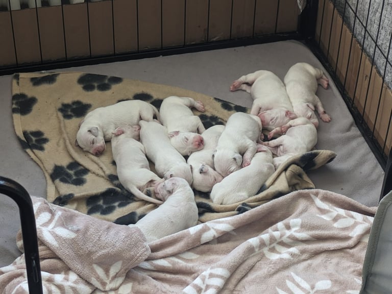 Dalmatians For Sale