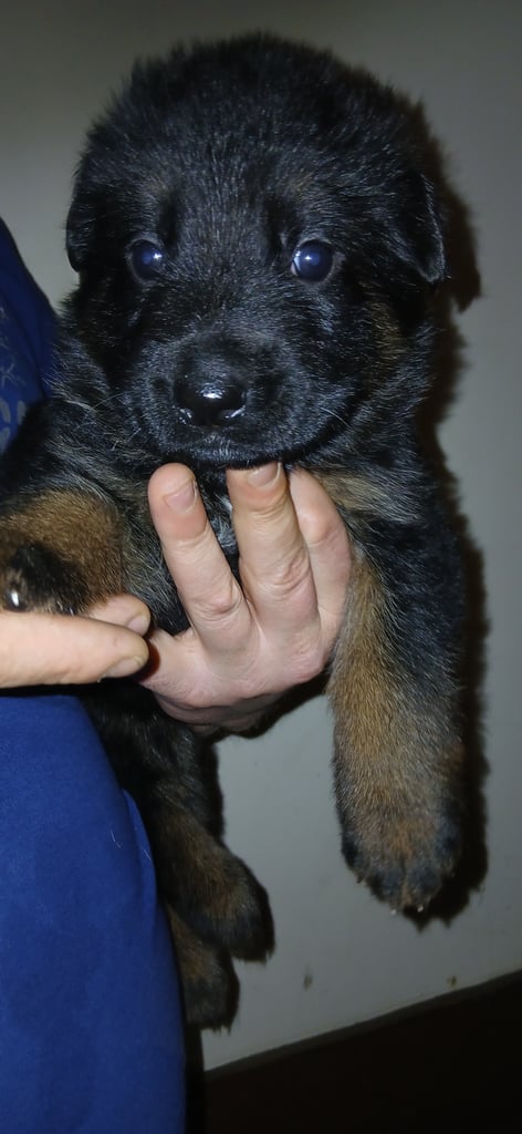 9 German Shepherd puppies for sale