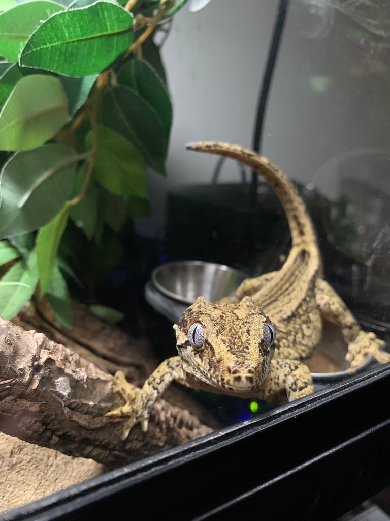 Gargoyle gecko male 3-4 y/o + enclosure 