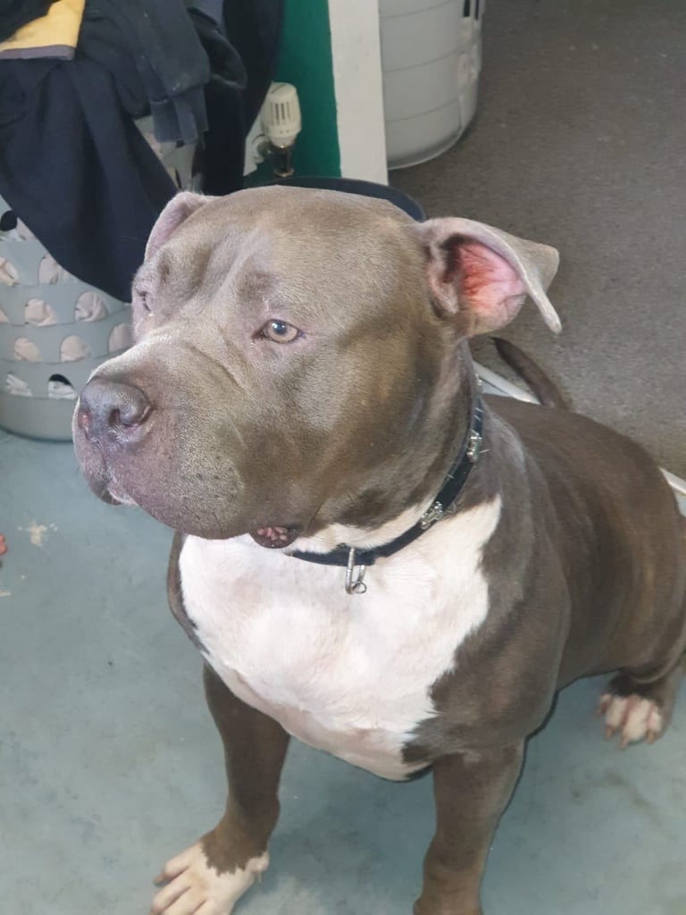 American bulldog cross mastiff 