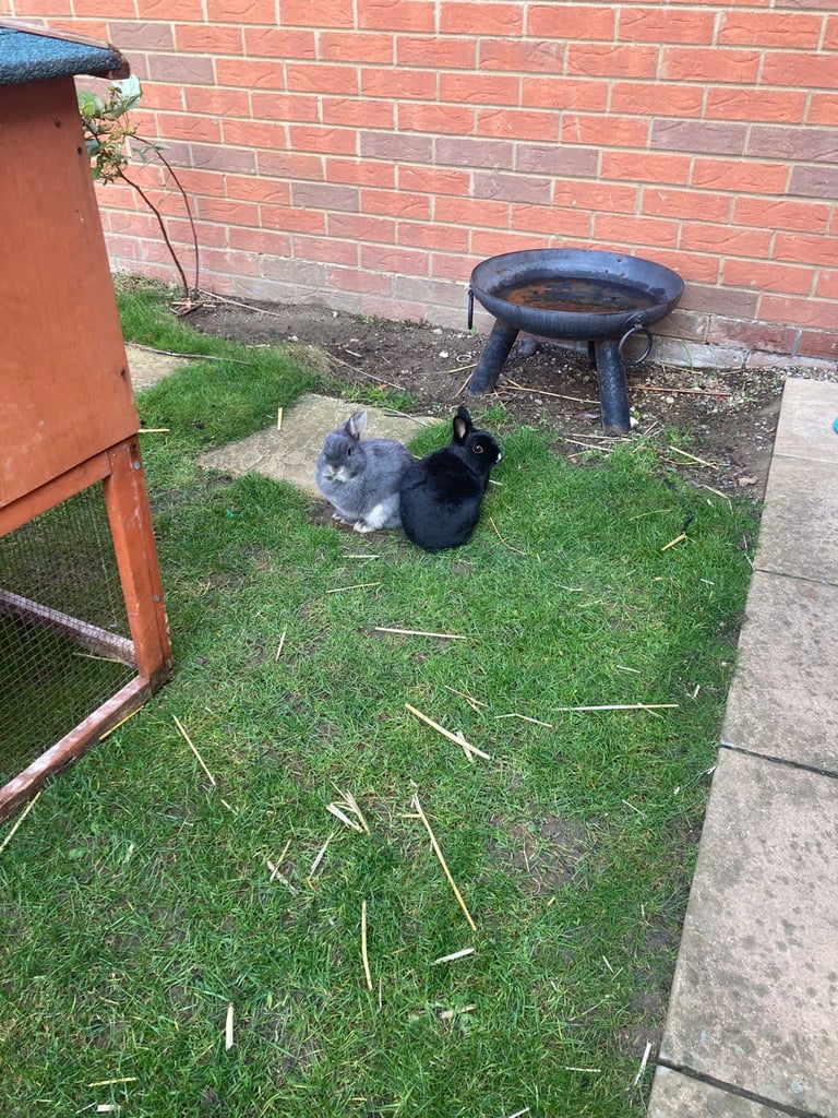 Rabbits - Norwegian Dwarf - With hutch