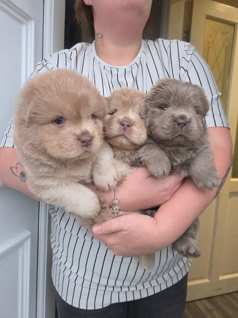 image for Chow chow puppies Lilacs Kc Registered 