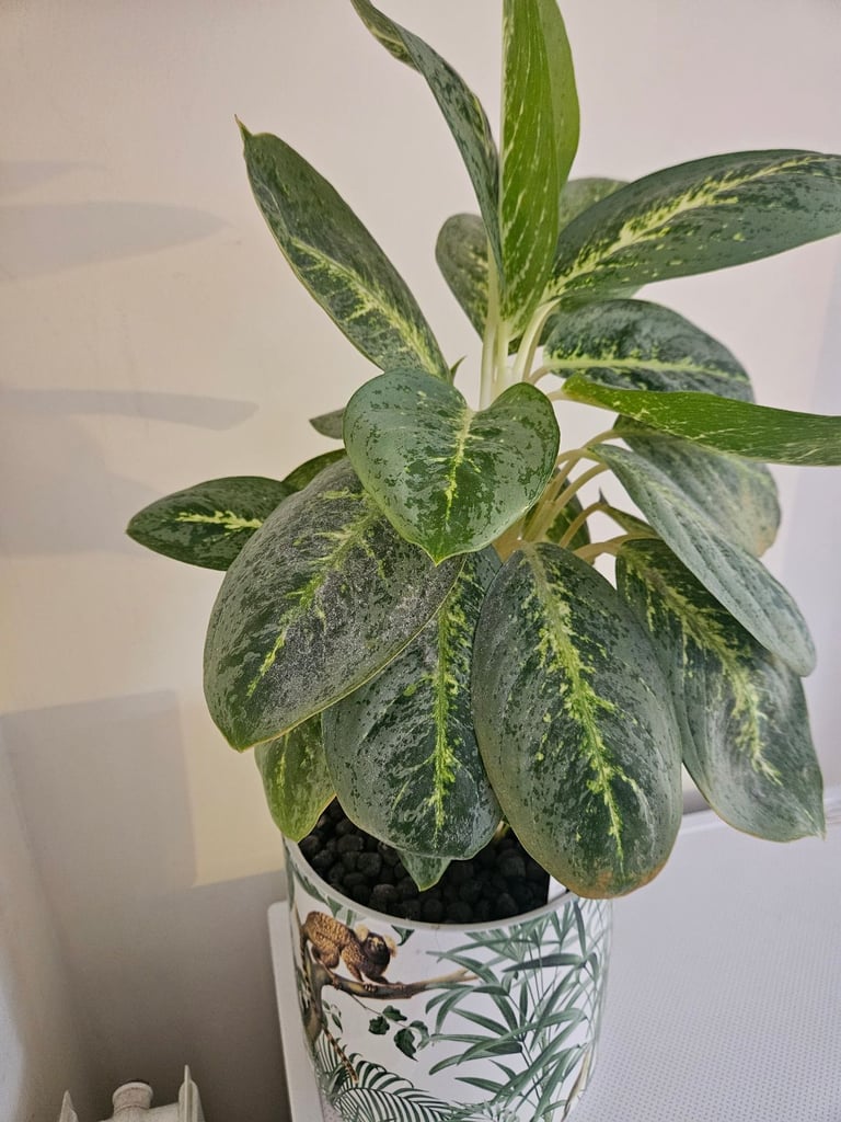 Aglaonema Commutatum