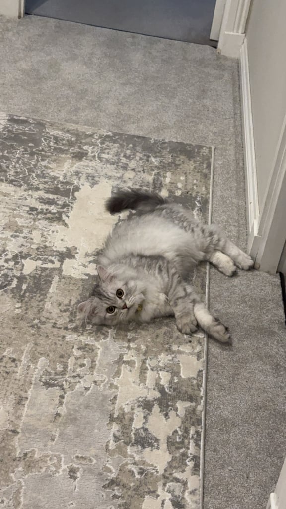 Persian Chinchilla Cat/Kitten