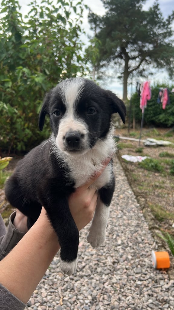 6 Working collie pups