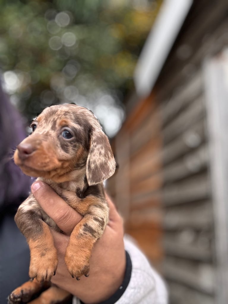 Miniature dachshund pups