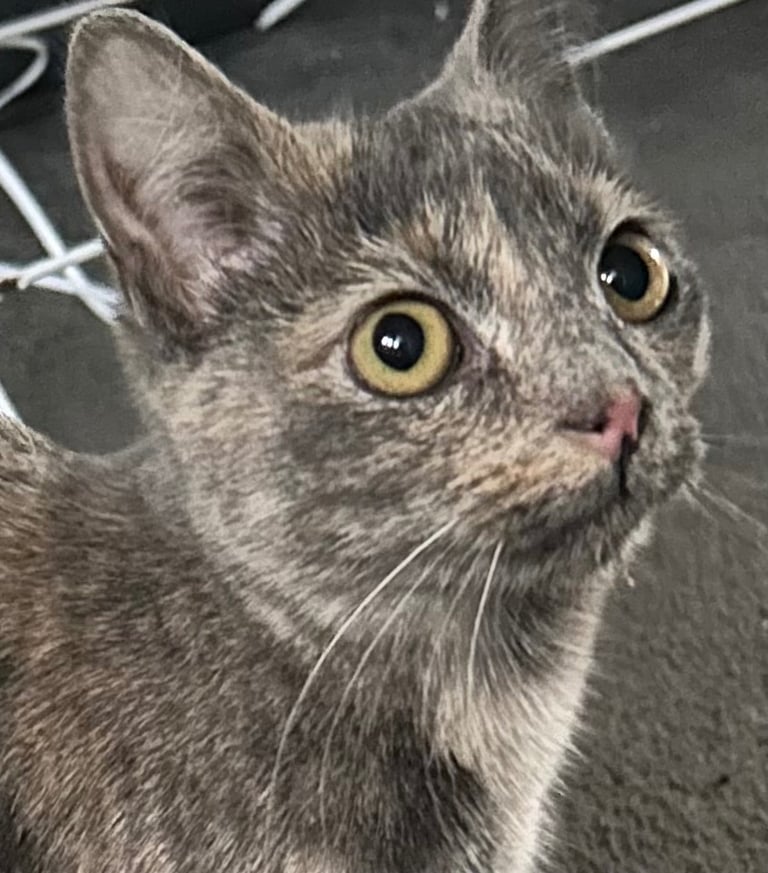 2 beautiful 5 month old kittens for sale