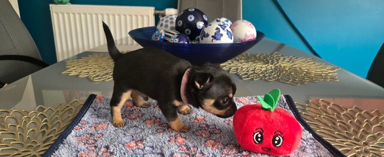 Chihuahua Puppies