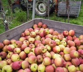 Northern Irish apples in bulk - bargain