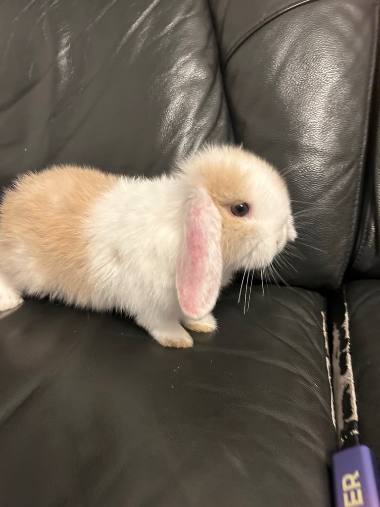 Baby mini lop (ready now)