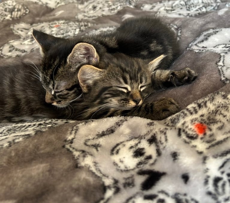 bengal x ragdoll kittens READY TO LEAVE 