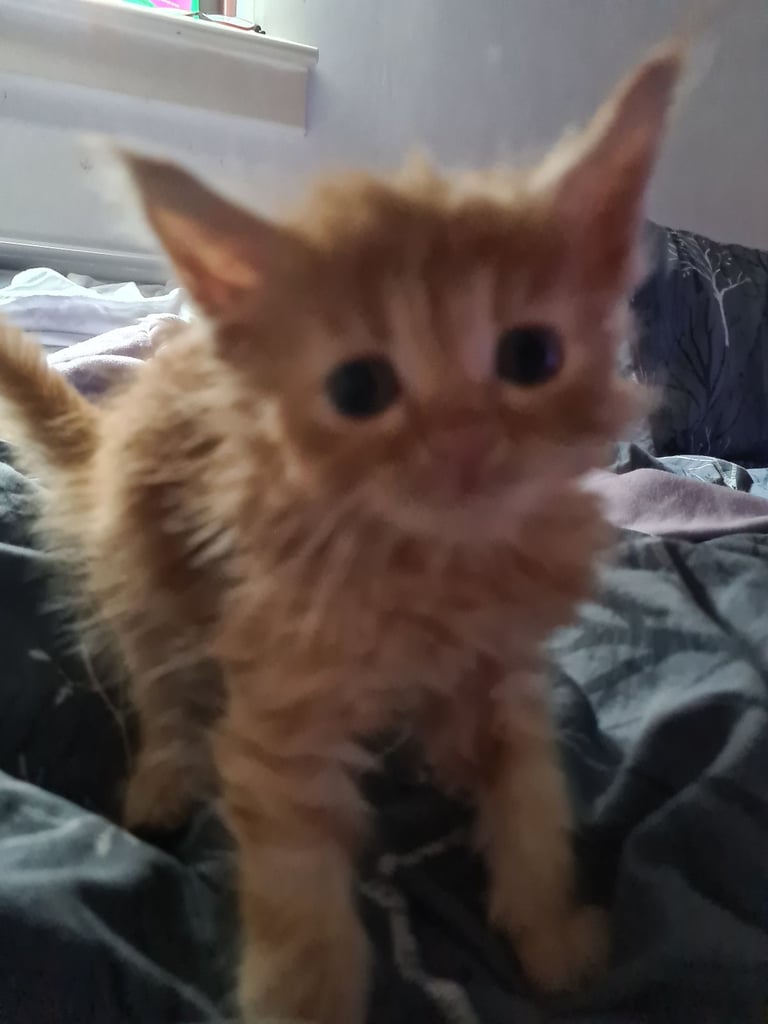 X5 Maine coon x Norwegian forest 