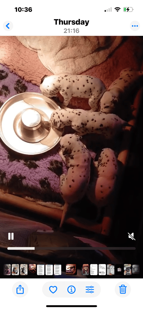 Stunning Dalmatian puppies KC reg show winners 