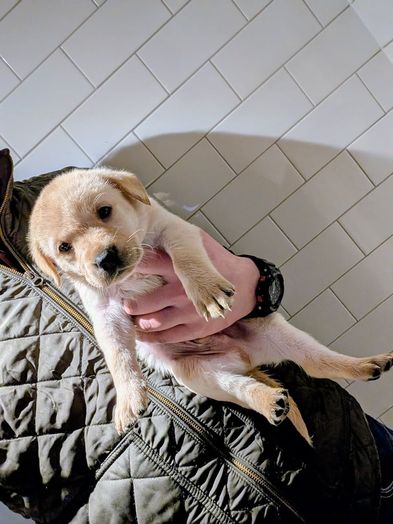 Outstanding Labrador Pupies For sale