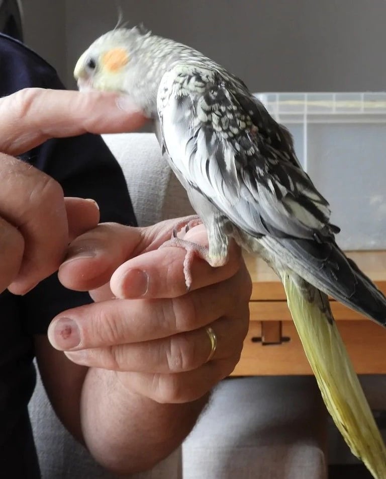 image for COCKATIELS LACE WINGS