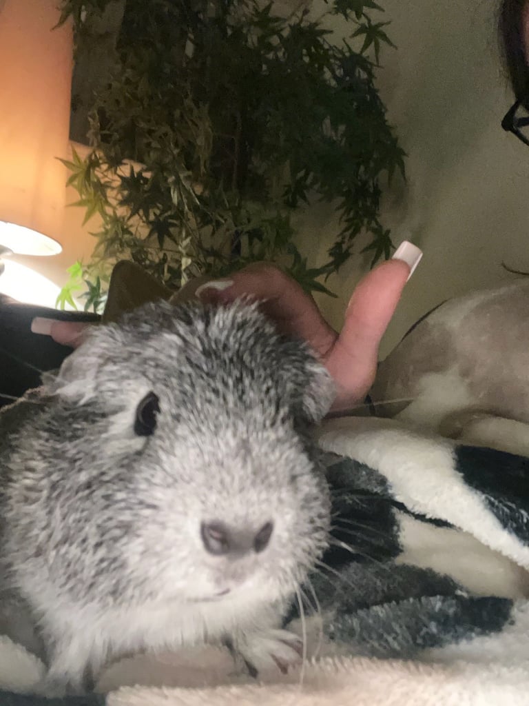Guinea pigs x2 boys fully bonded 