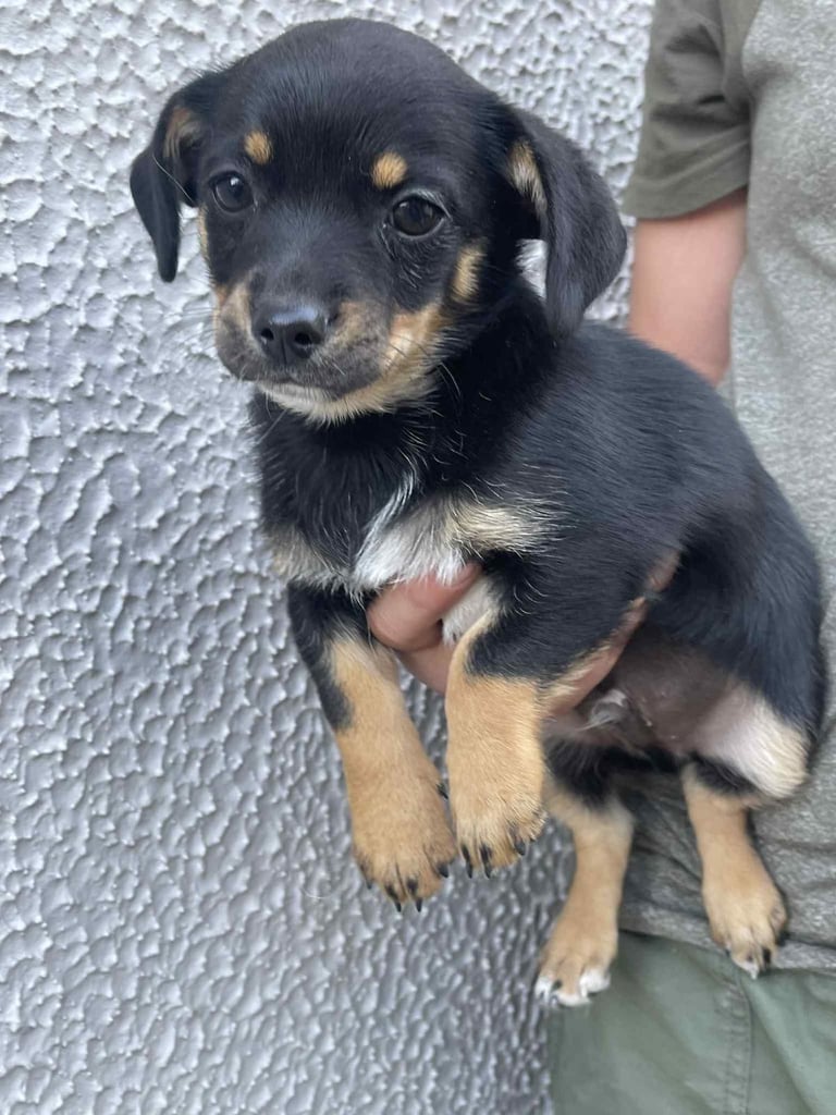 jackhuahua