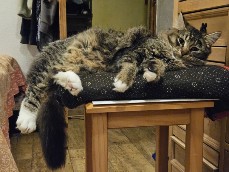 DOMESTIC LONG HAIR MALE CAT