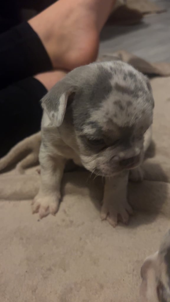 French bulldog puppies