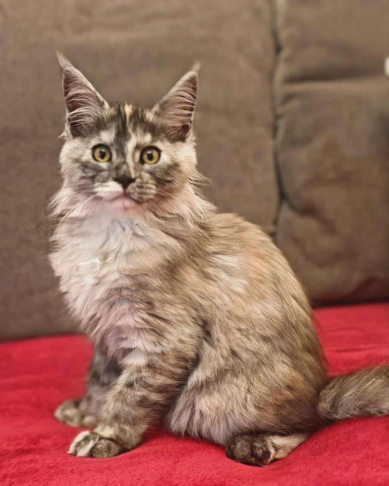 MAINE COON kitten for sale
