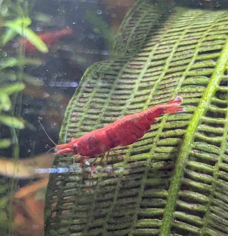 Neocaridina Red Cherry Shrimp x10 