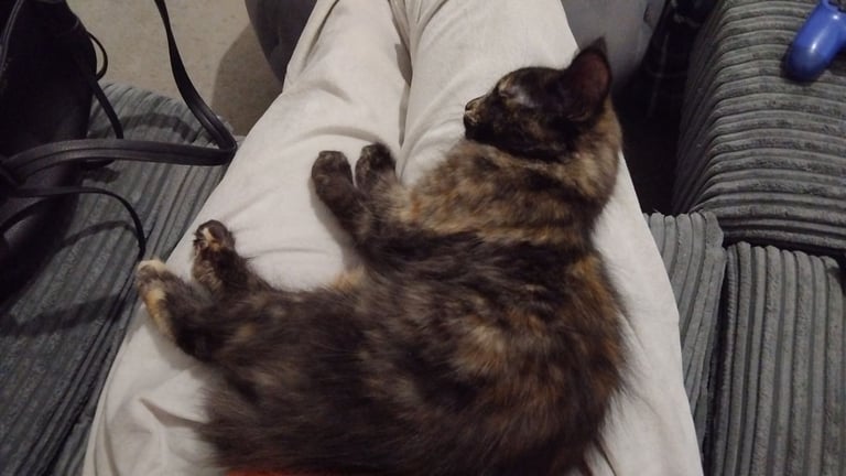 image for Loving kitten 