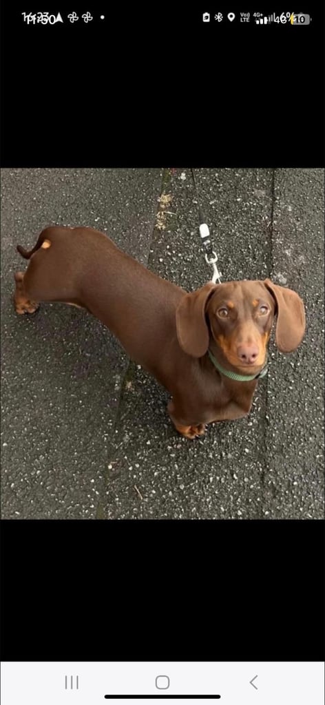 Miniture dachshunds 